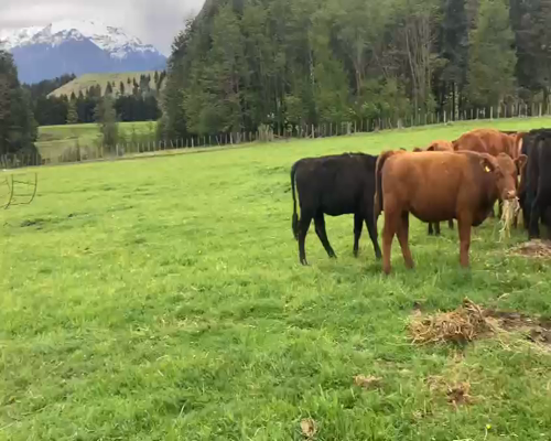 Lote 60 Ternera en Coyhaique, XI Región Aysén