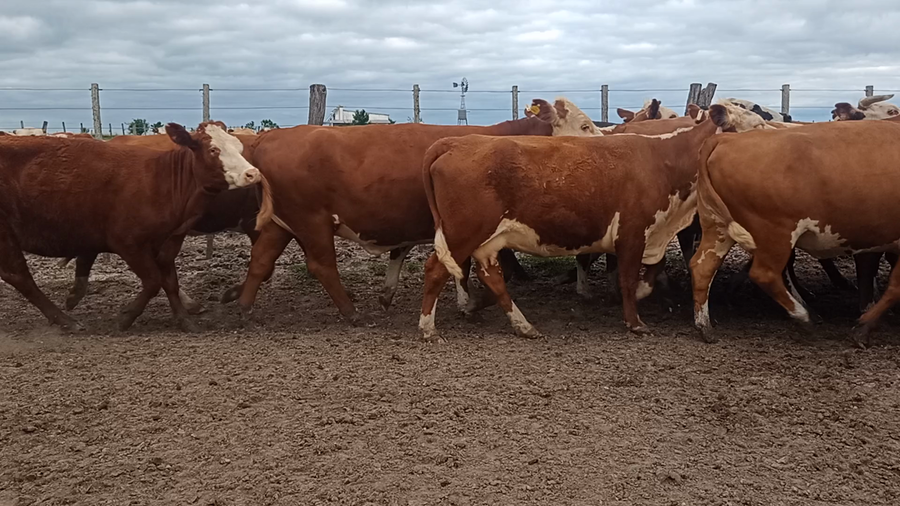 Lote 35 Vacas de invernar