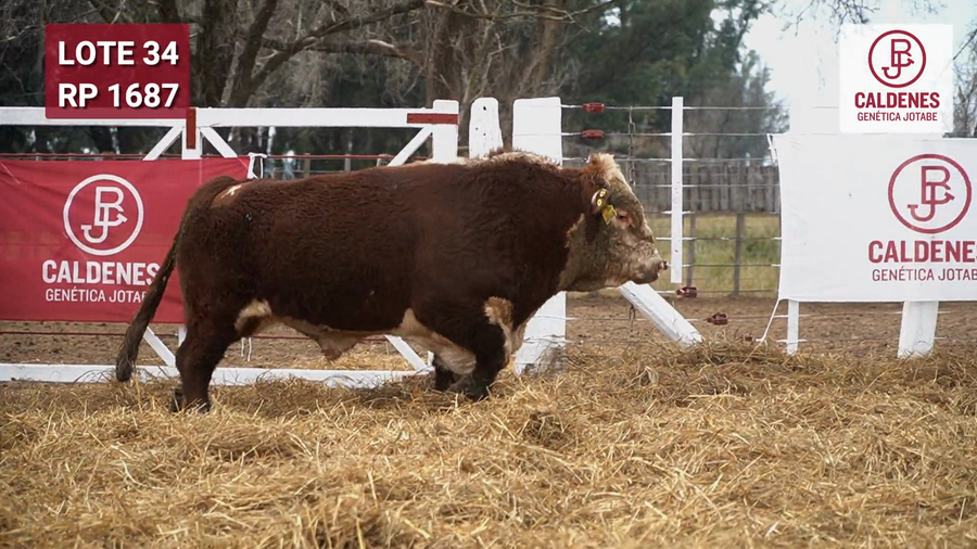Lote Toro PR