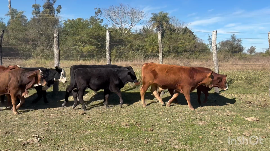 Lote 21 Terneros en Corrientes, Empedrado