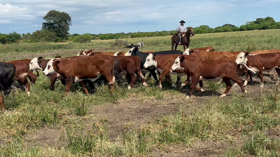 Lote 70 Terneros en Corrientes, San Roque