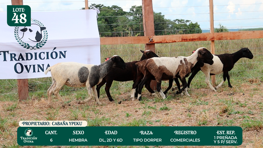 Lote LOTE 48 - POR PANTALLA
