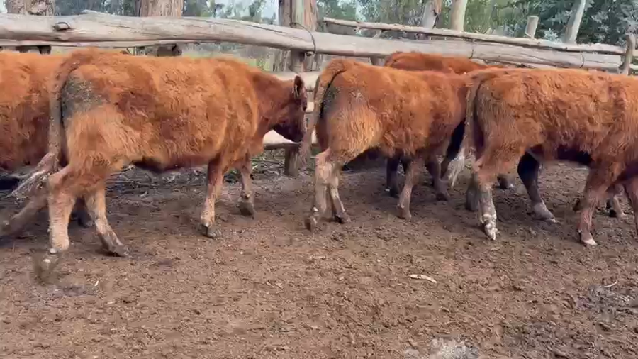 Lote 40 Novillo Engorda en Melipilla, Región Metropolitana