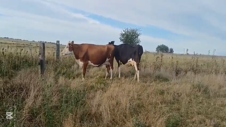 Lote VACAS ENTORADAS