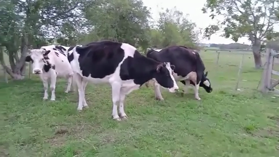 Lote VACAS INDUSTRIA