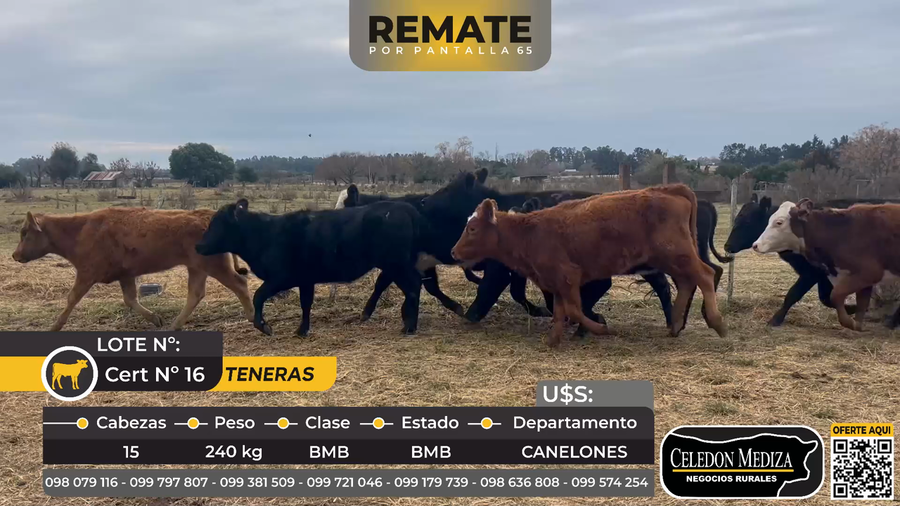 Lote 15 Terneras en Canelones