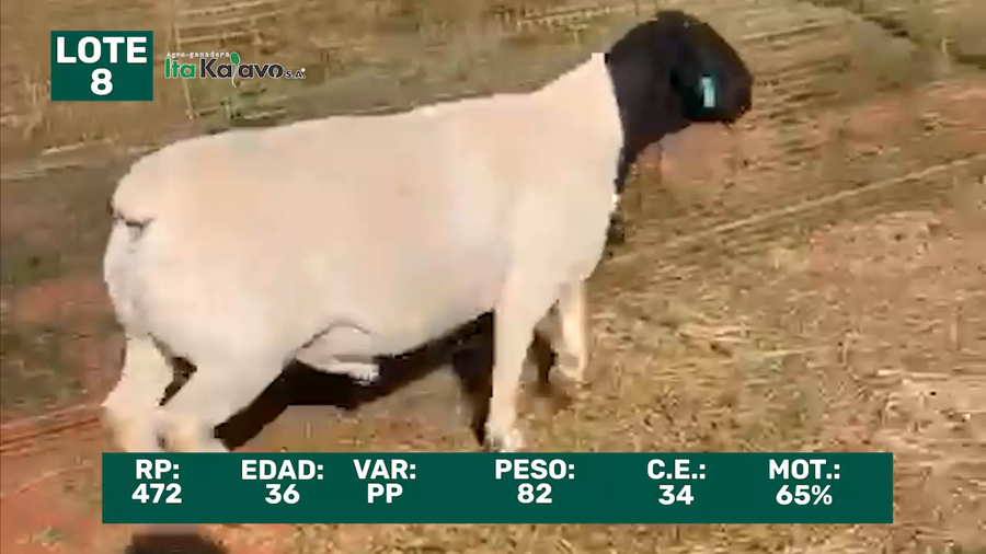 Lote LOTE 8