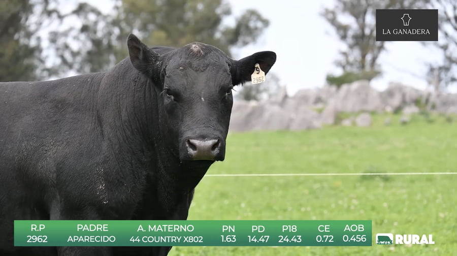 Lote Angus de La Ganadera