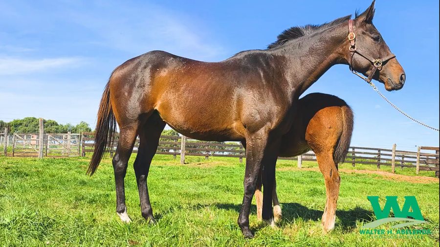 Lote SPIKE LOVE (Brz)