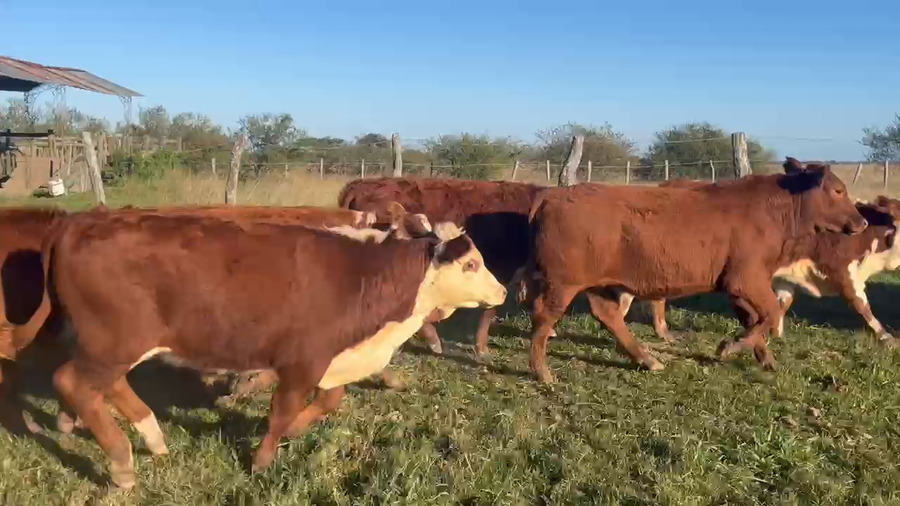 Lote 100 Terneros en Corrientes, Curuzú-Cuatiá