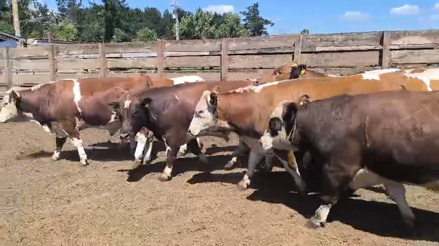 Lote 20 Novillo Gordo en Los Ángeles, VIII Región Biobío