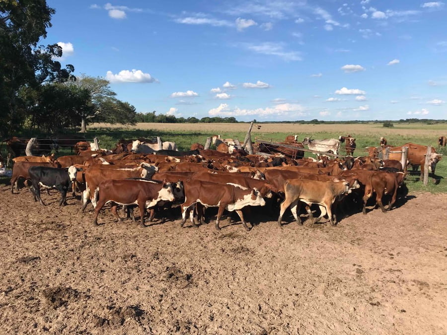 Lote 76 Terneros/as en Bella Vista, Corrientes