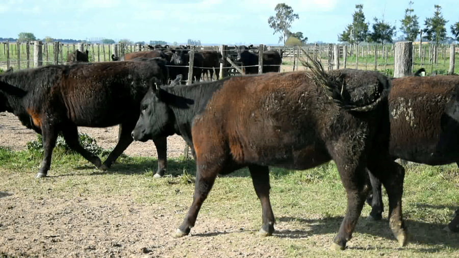 Lote Vaquillonas generales para servicio
