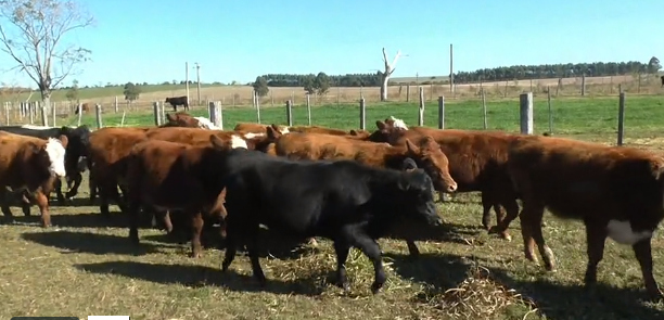 Lote (Vendido)76 Terneros y Terneras 30 HExRA - 12 AA - 12 RA - 7 AAxHE - 8 HExNO - 4 AAxNO - 2 A a remate en 221˚ Remate Plaza Rural 299kg - , Paysandú