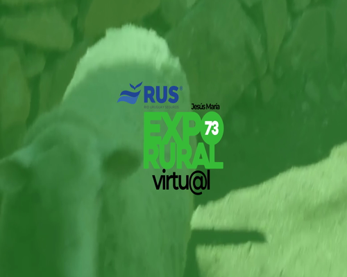 Lote CARNERO PAMPINTA