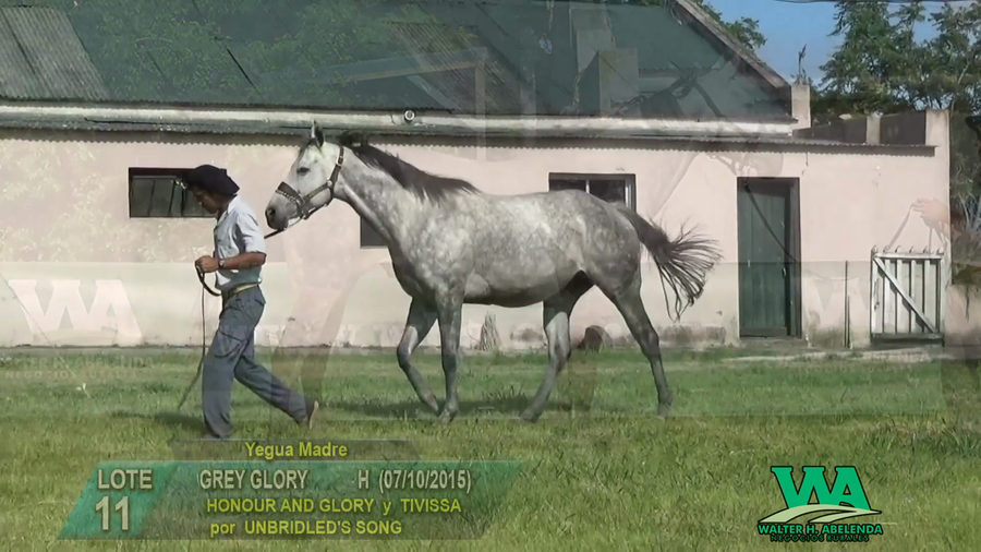 Lote GREY GLORY