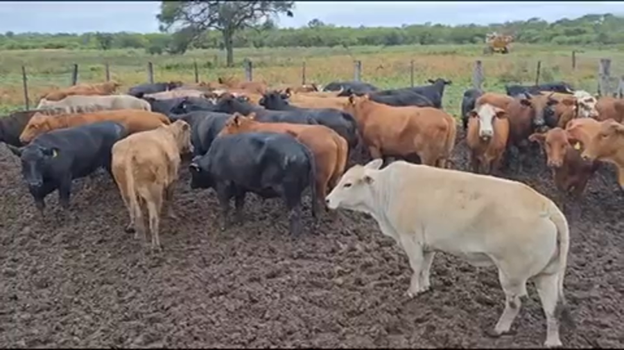 Lote 50 Vacas de invernar en Pirané, Formosa