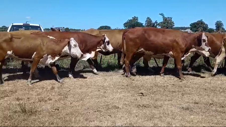 Lote 35 Vacas de invernar