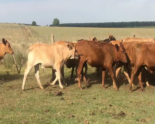 Lote 50 Novillitos en San Carlos, Corrientes