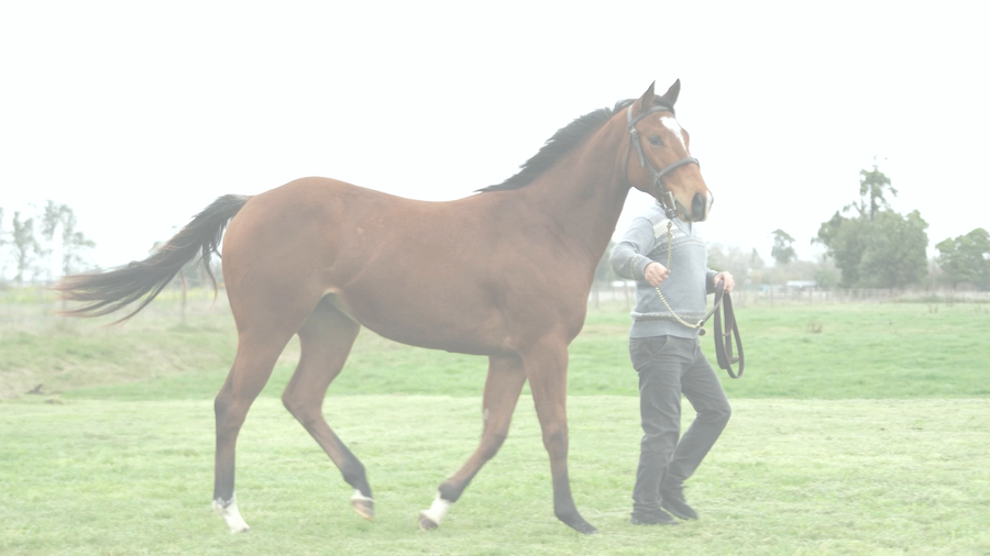 Lote HENNESSY MAR (MARIGNAC -  HIGH ON THE STARS)
