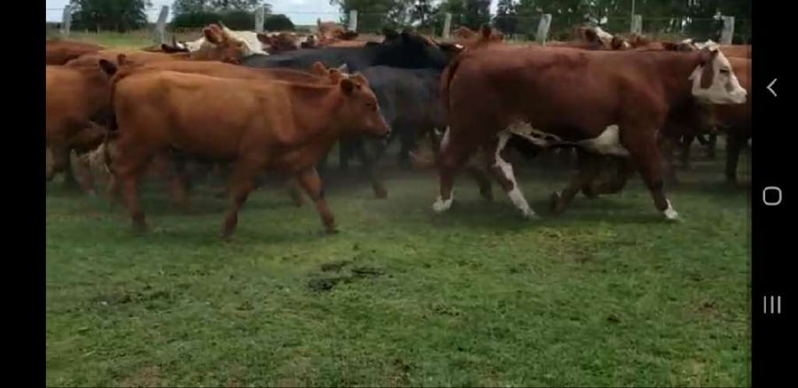 Lote 32 Novillos en Villaguay, Entre Ríos
