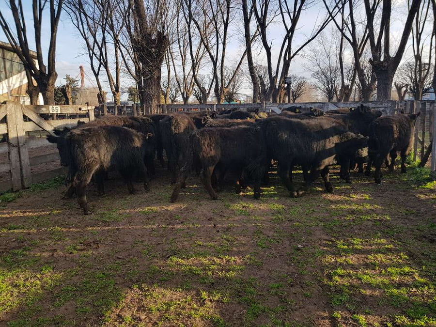 Lote 40 Terneros en Gral. Lamadrid, Buenos Aires