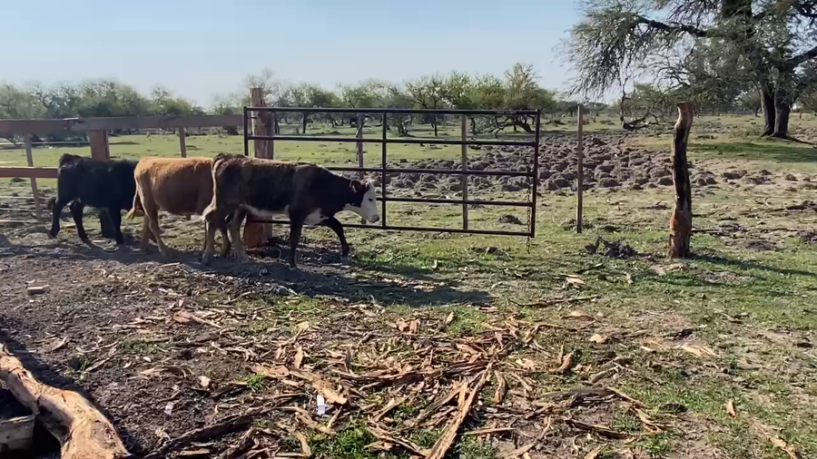 Lote 80 Terneros/as en Sauce, Corrientes