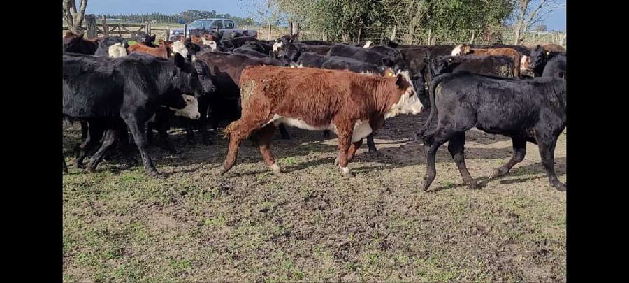 Lote 72 Terneros/as en Villa Elisa, Entre Ríos