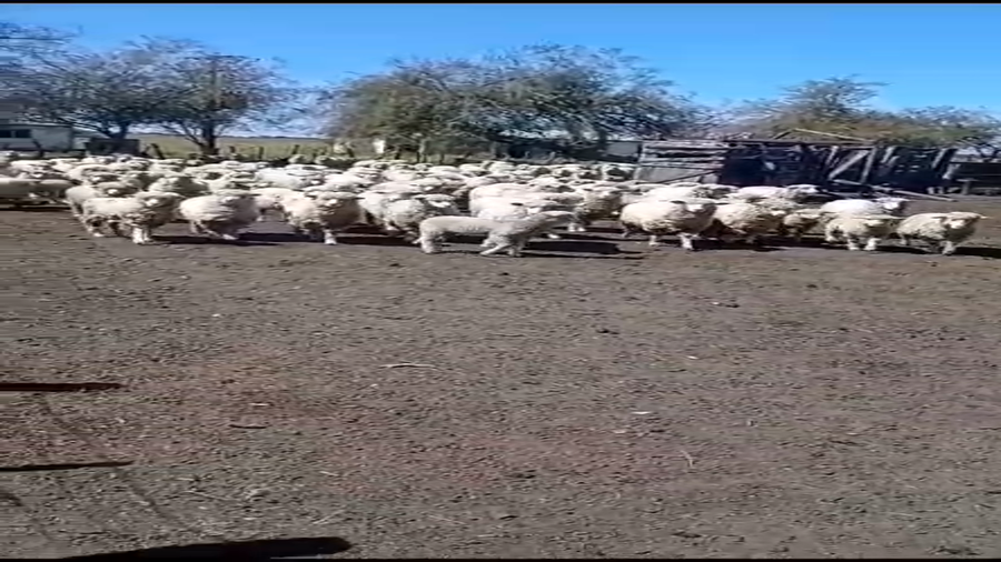 Lote 115 Hembra PP en Villaguay, Entre Ríos