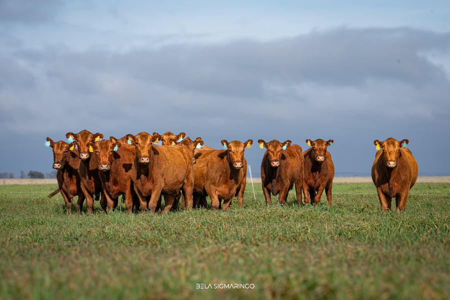 Lote VACAS ANGUS COLORADAS PC C/GTÍA DE PREÑEZ