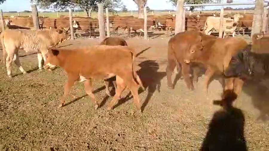 Lote 120 Terneros/as Braforf y sus cruzas en Guadalupe N., Santa Fe