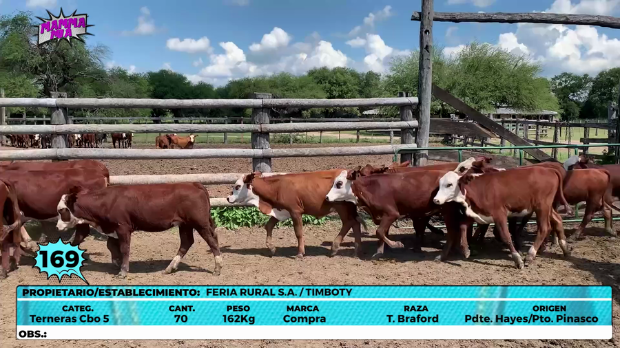 Lote LOTE 169