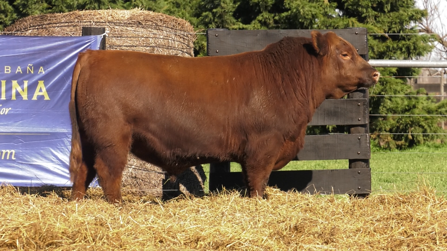 Lote TOROS A. ANGUS PURO PEDIGREE