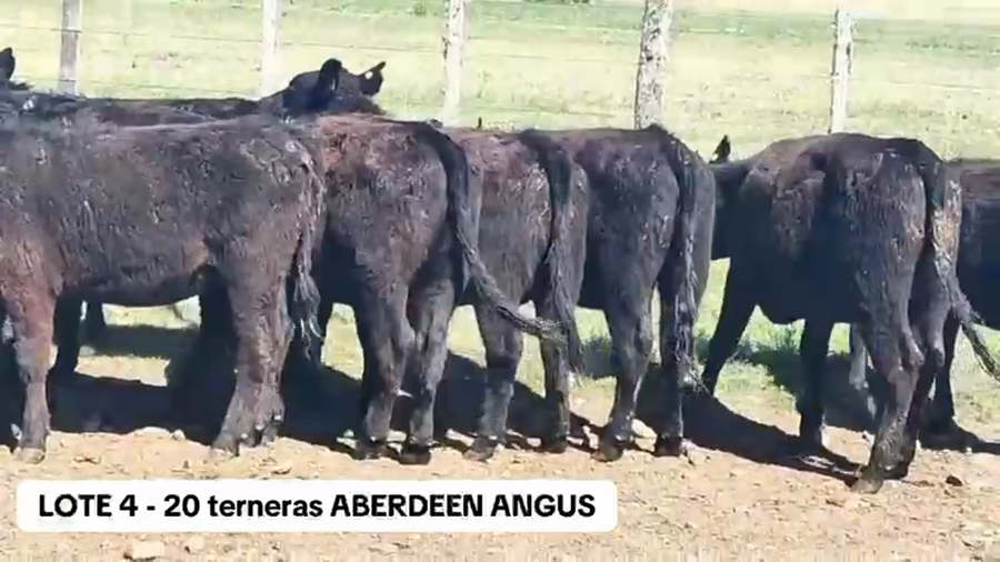 Lote 20 Terneras Aberdeen Angus