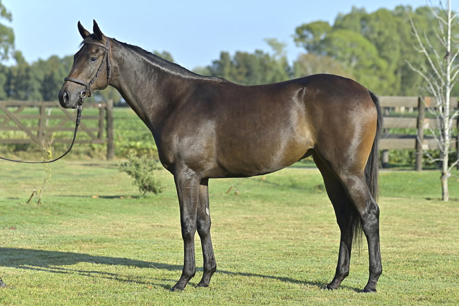 Lote CANASVIEIRAS (H) - LUCULLAN x SLEW COTE