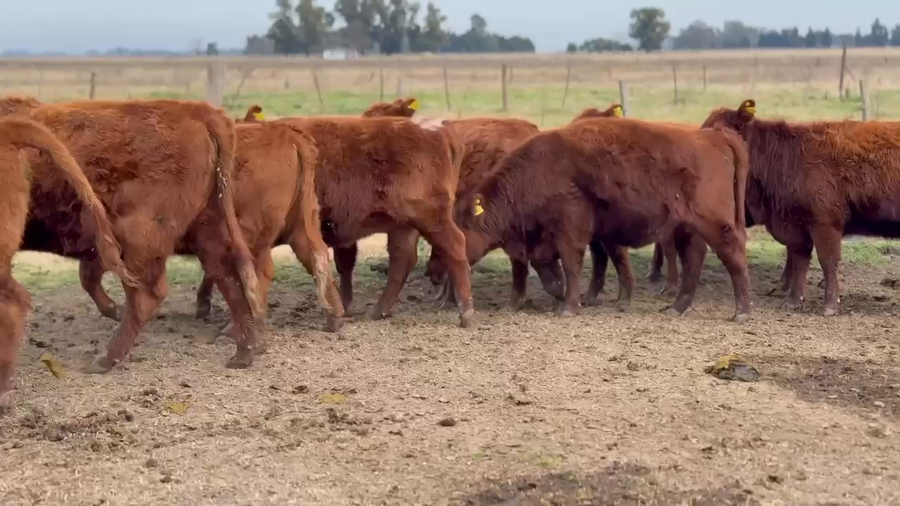 Lote 9 Vaquillonas C/ gtia de preñez