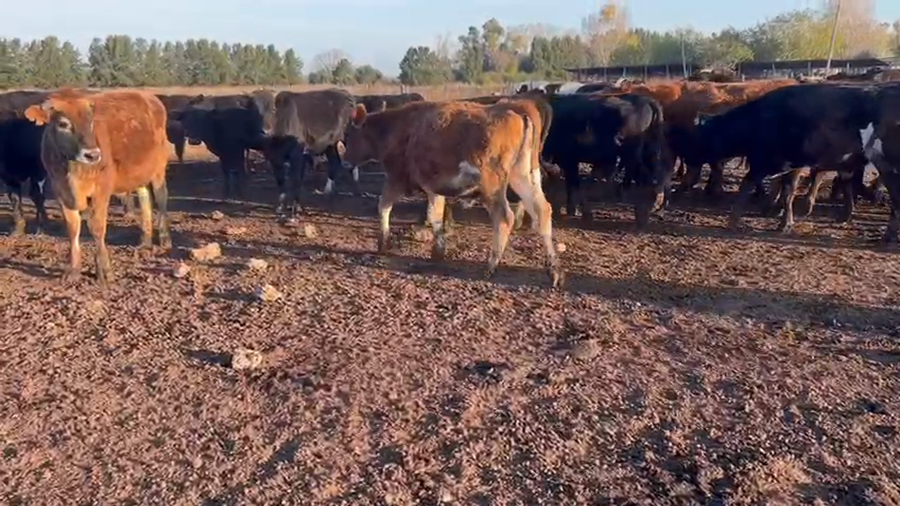 Lote 25 Novillitos en Marcos Paz, Buenos Aires