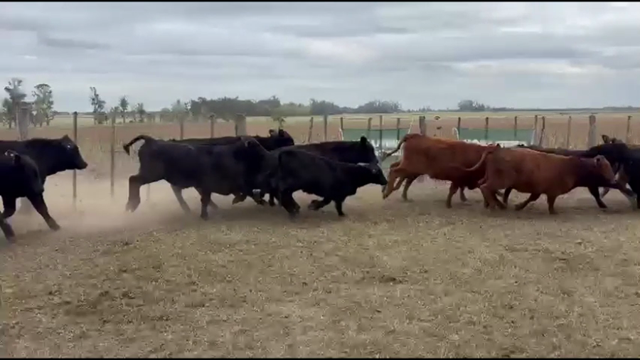 Lote 52 Terneros en Capitán Sarmiento