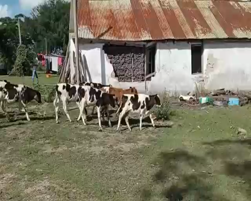 Lote 4 Terneros CRUZAS a remate en Pantalla Camy 180kg - , San José