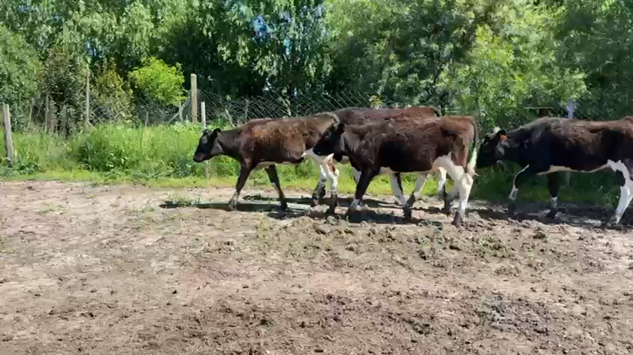 Lote TERNEROS Y TERNERAS