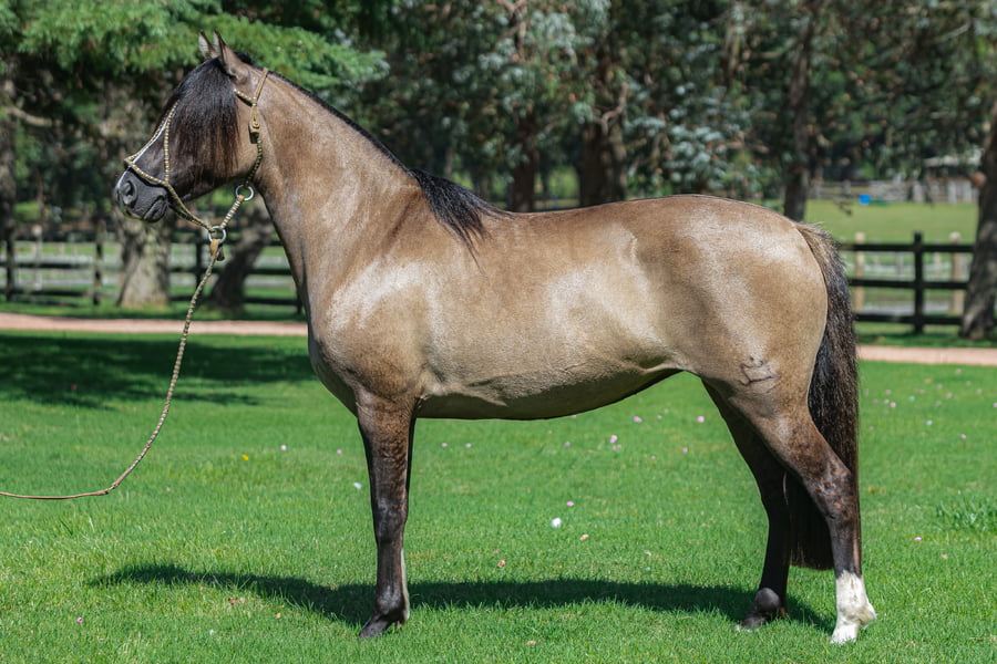 Lote Consejero Jacaranda