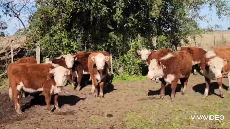 Lote 110 Terneros/as en Magdalena, Buenos Aires