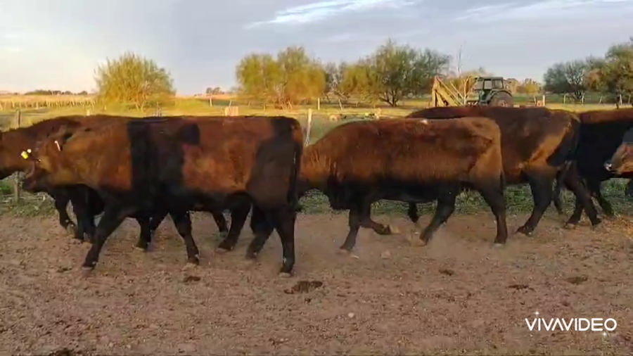 Lote 16 Vacas nuevas C/ gtia de preñez en Magdalena, Buenos Aires