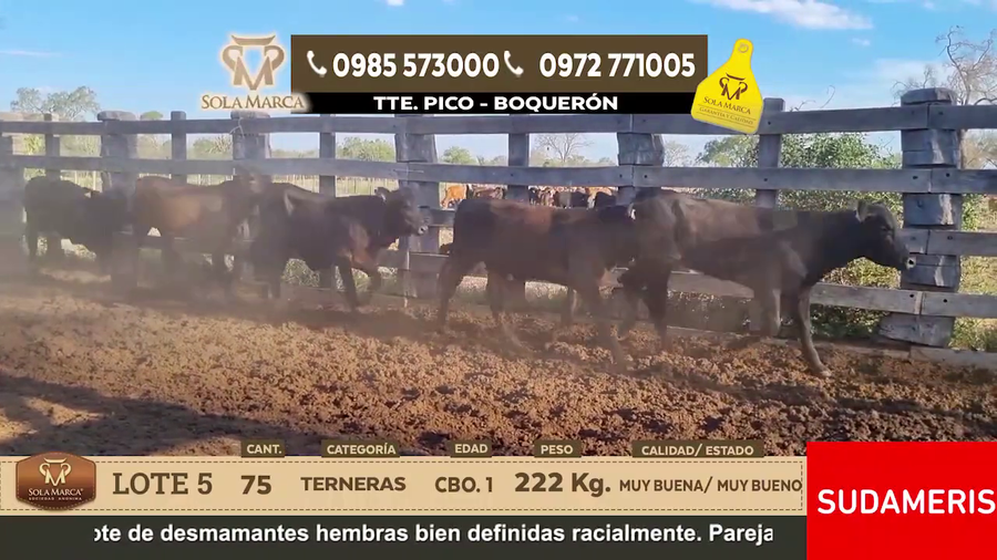 Lote Lote 5