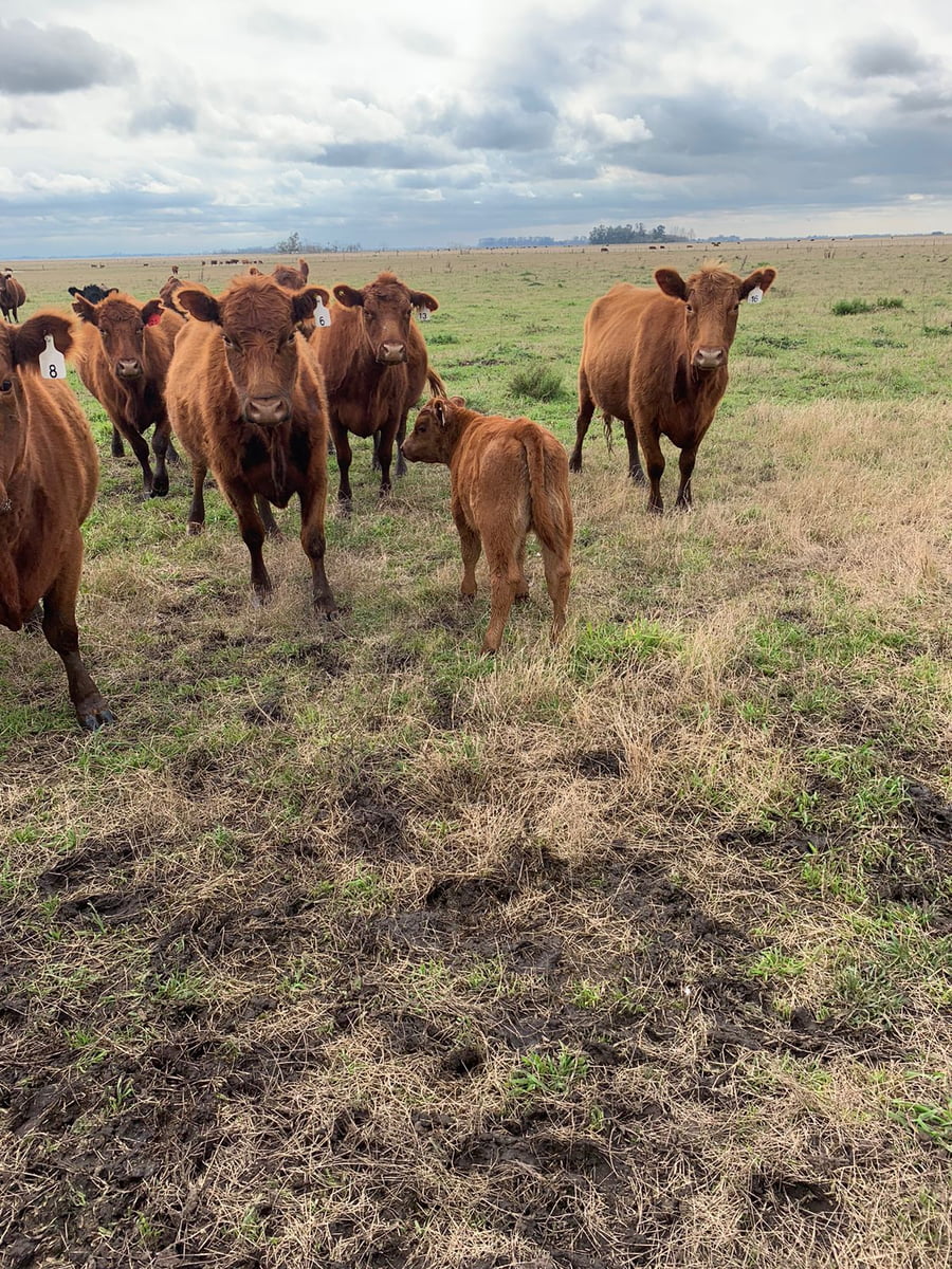 Lote Vientres Paridos MaS - Puros Controlados