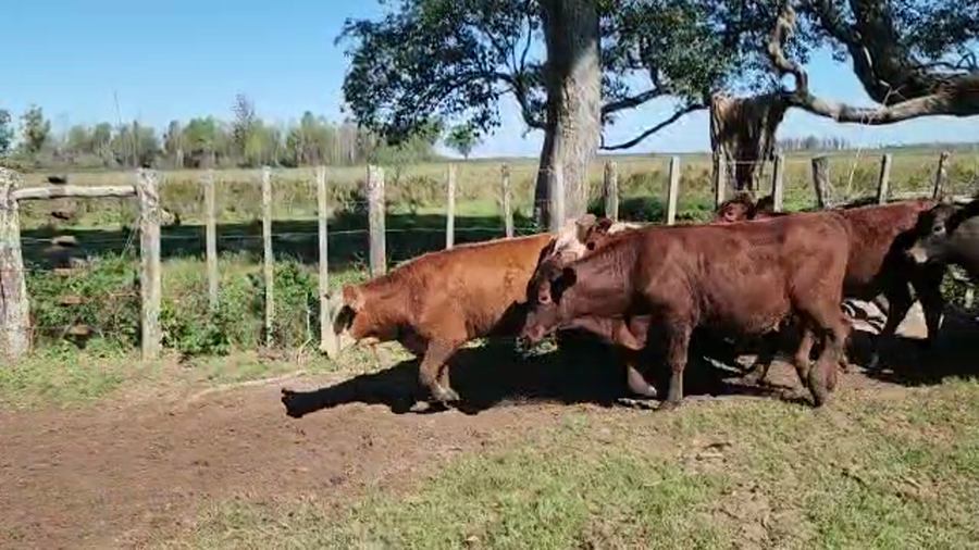 Lote 110 Terneros en Ituzaingó, Corrientes