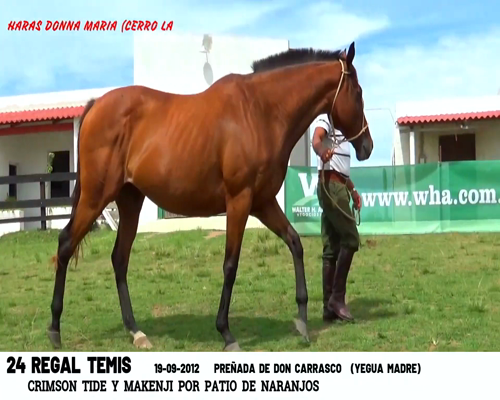 Lote REGAL TEMIS (BRZ)
