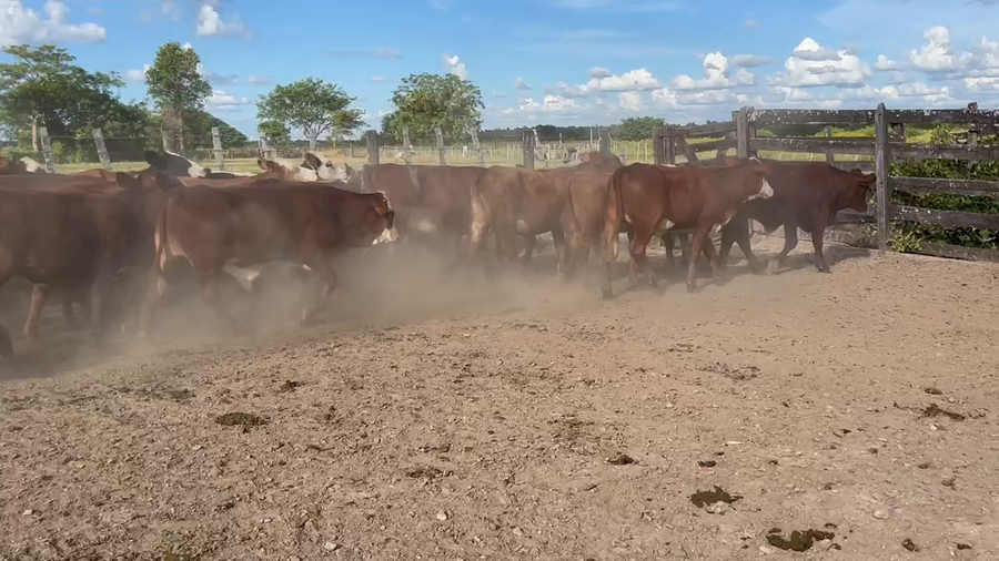 Lote 100 Terneros/as en Tres Lagunas, Formosa