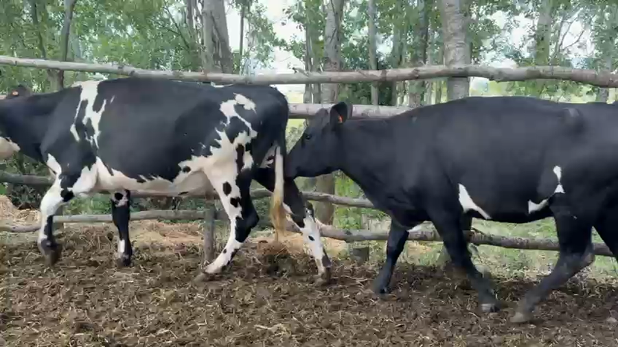 Lote VAQUILLONAS 1 a 2 AÑOS