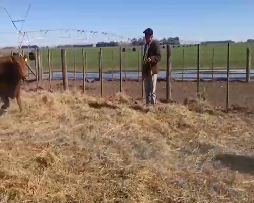 Lote 10 Vaquillonas PC preñadas en Coronel Suarez, Buenos Aires